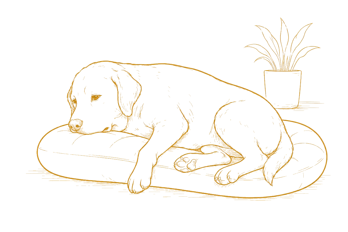 An older dog resting on its bed